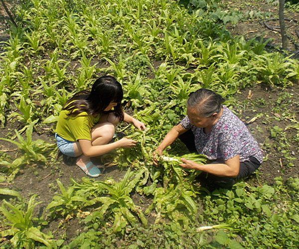 ��������æ�_�y��ժ�Ĳ˲��ϸ�ժ��Ч�ʵͣ���(j��ng)�^������Ϥ��ָ�����ܿ�꠆T���M���ˠ�B(t��i)��