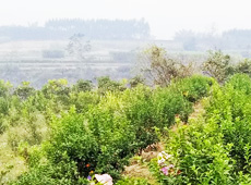 �������ܵ��l�����ǰ���ӷ��s����������ؚ�F����С����ͨ�^������������Ľ������䣬��׃��ؚ�F��ò������̽۴��S�գ���ɵ��r��@�����S������롭