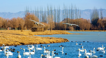 甘肅張掖：冰雪消融候鳥歡