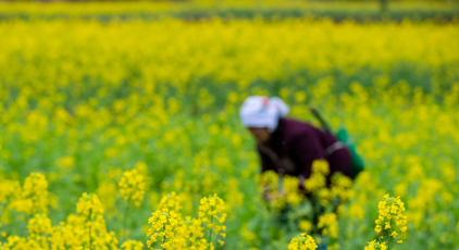 貴州從江：油菜管護正當時