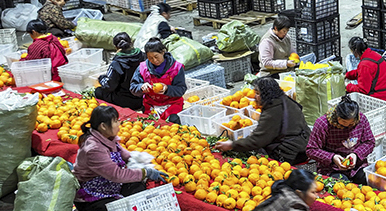 四川仁壽：晚熟柑橘迎來收獲季
