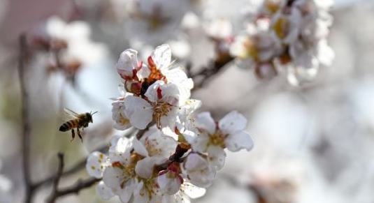 新疆吐魯番：赴一場杏花之約